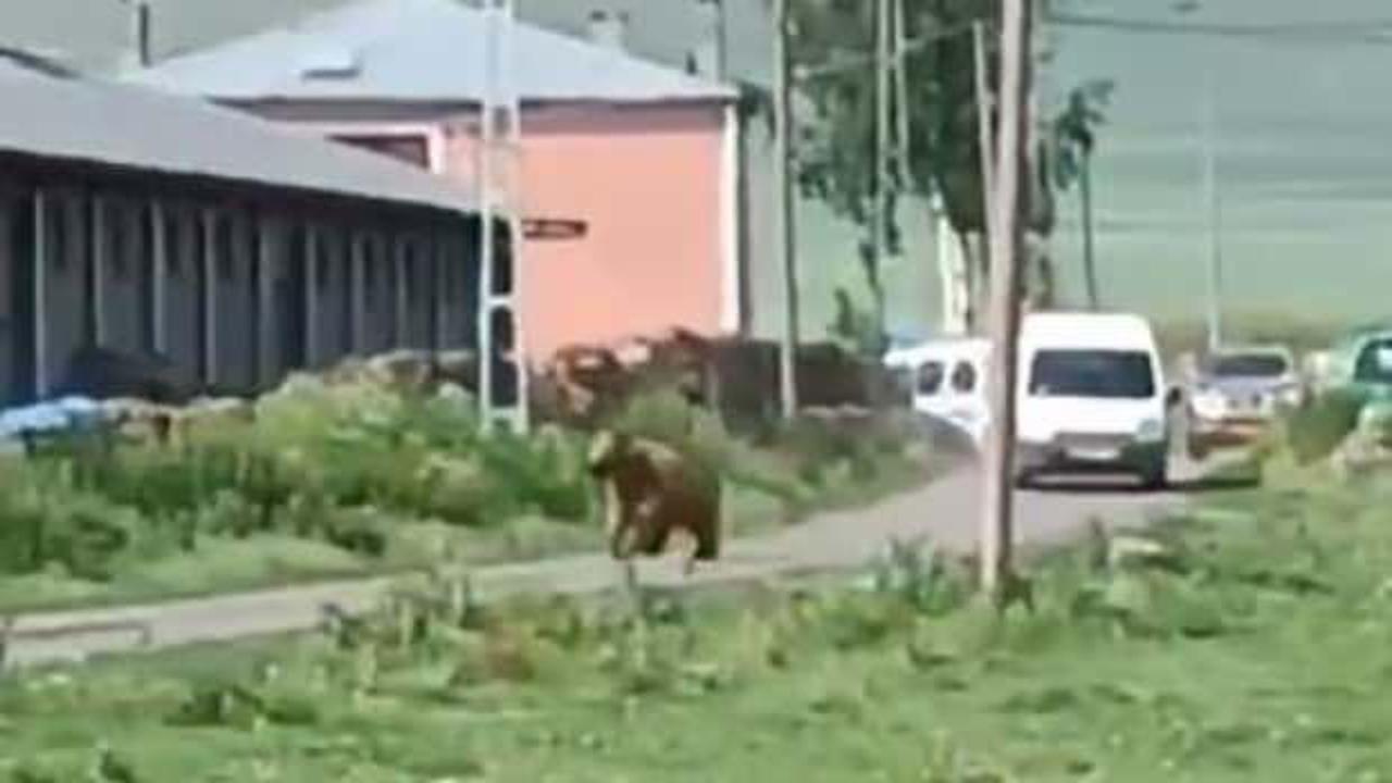 Aç ayı şehre indi! Mahalleyi birbirine kattı