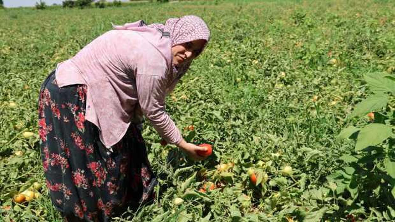 Aydın'da salça ve kışlık telaşı başladı