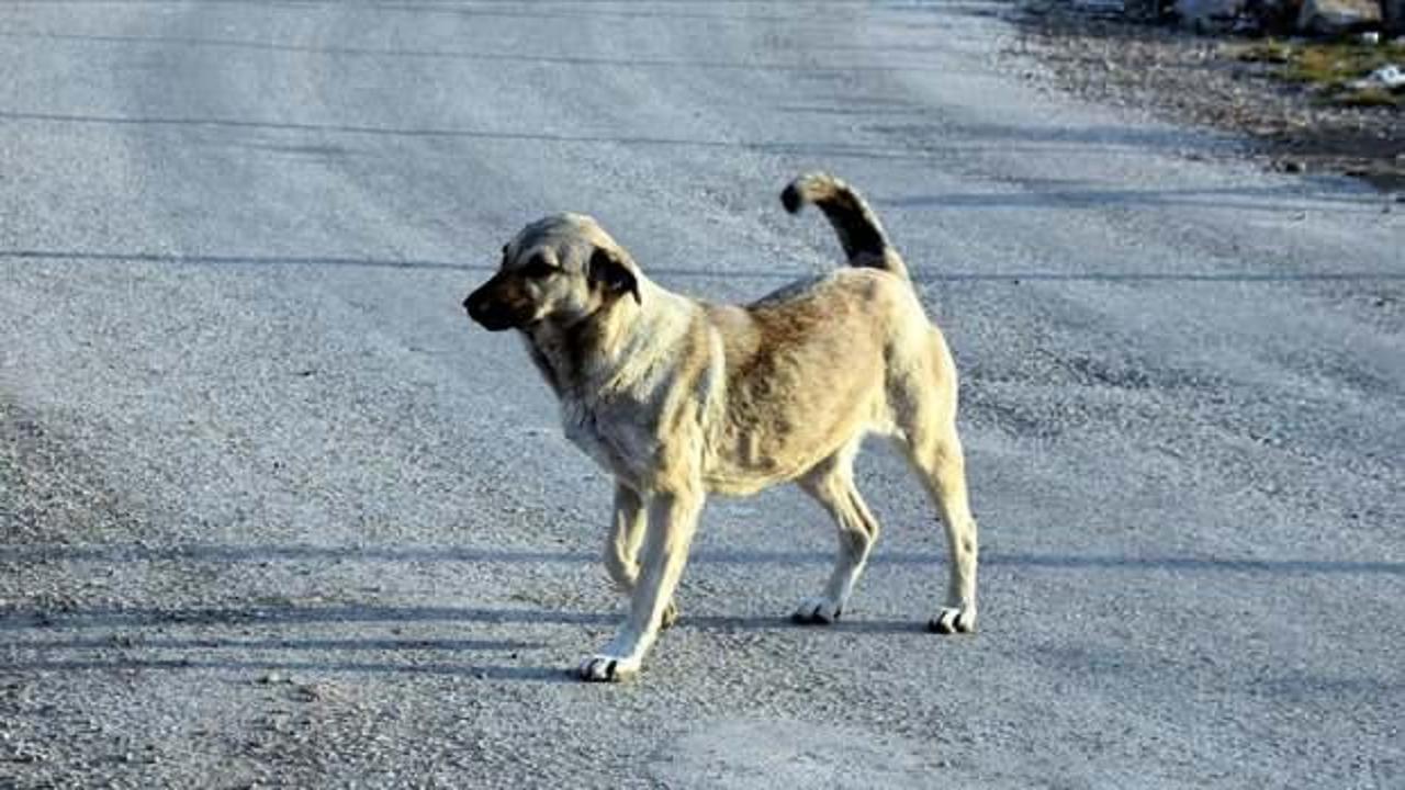 Bingöl'de başıboş köpek saldırısı sonucu bir çocuk yaralandı