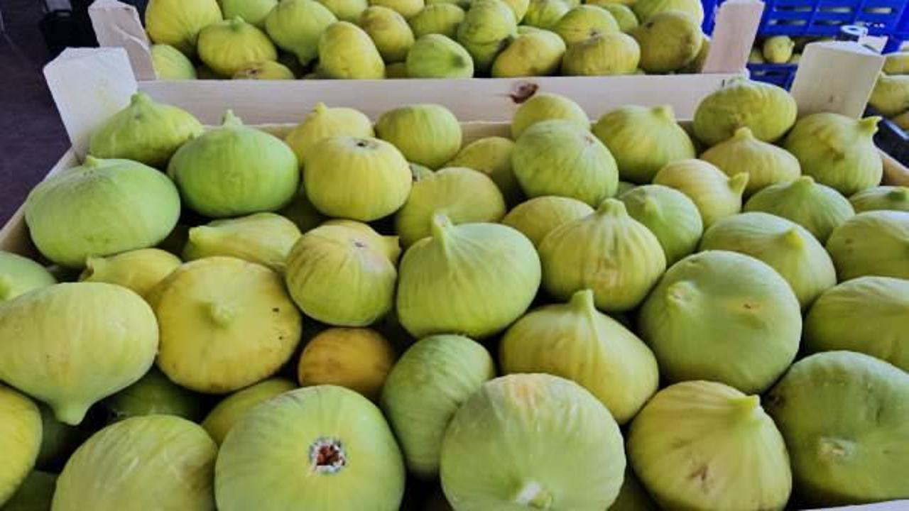 Buharkent'in taze incirinin sofralara yolculuğu sürüyor