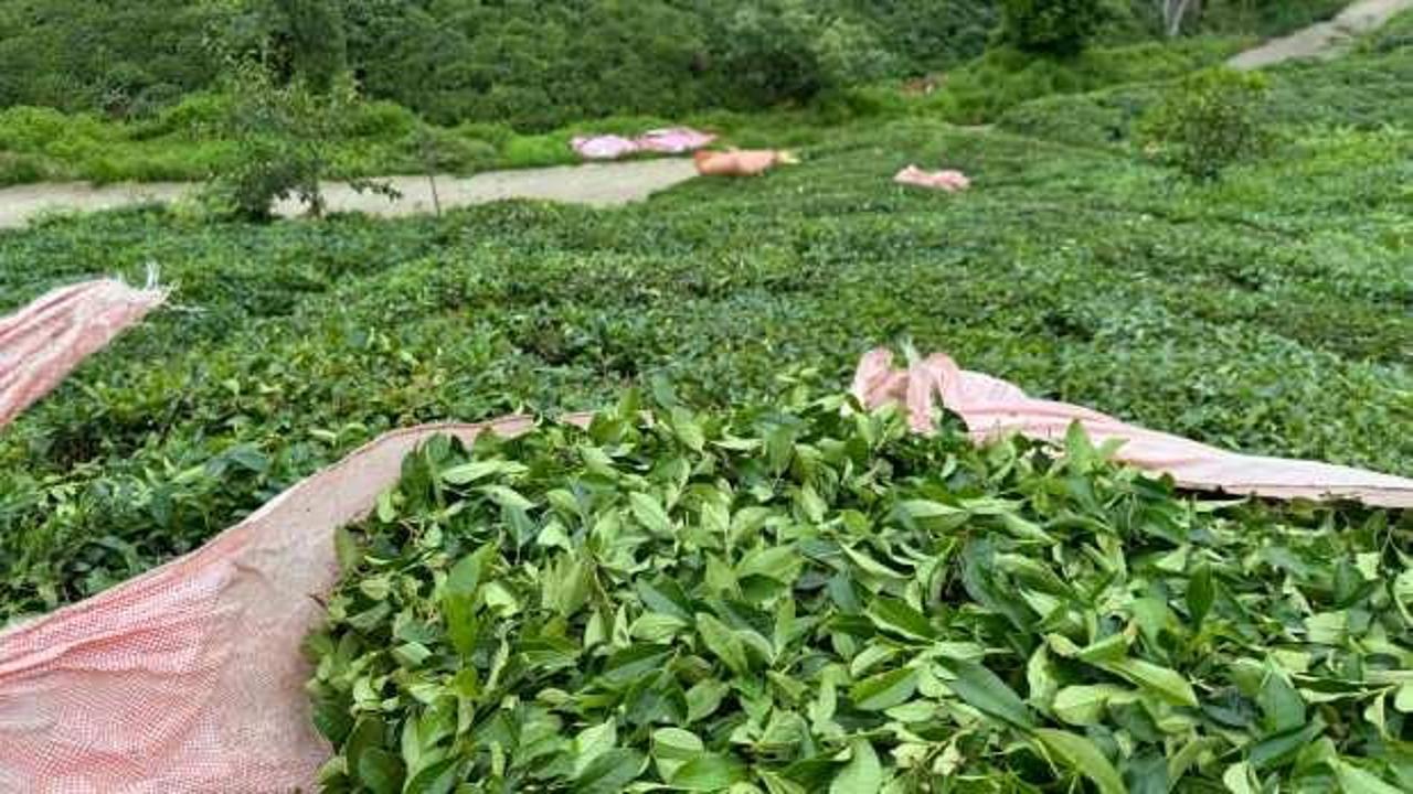 ÇAYKUR günlük çay alım kontenjanını tekrar 25 kilograma çıkarttı