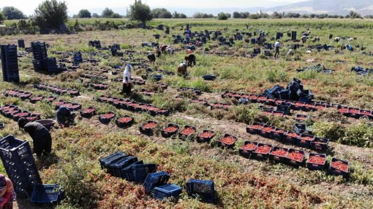 Domateste salçalık üzdü, sofralık ve ihracat sevindirdi