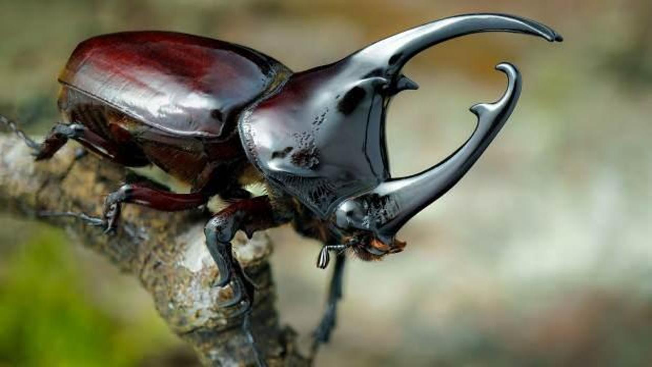 Gergedan b&ouml;ceğini avlamanın 100 bin TL cezası var!