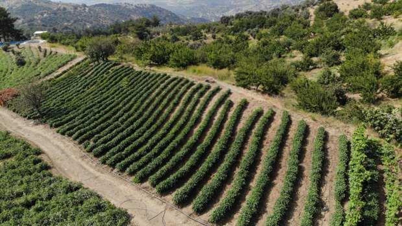 Kavurucu sıcakta en acı hasat