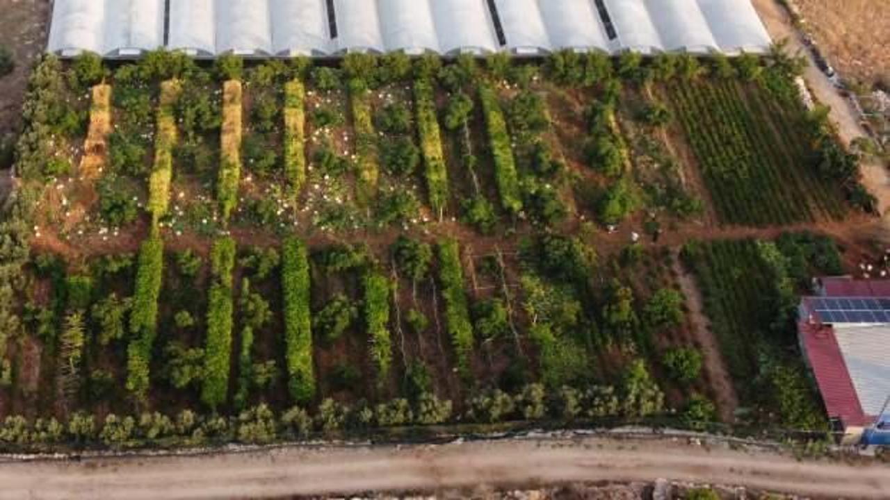 Kilosu 100 TL: Tropikal 'aşk meyvesi' üreticisini sevindirdi