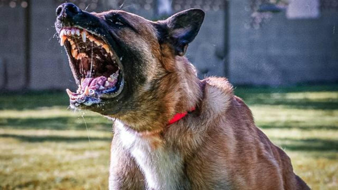 'Köpekperestlerin' akıl ve mantık dışı argümanları!