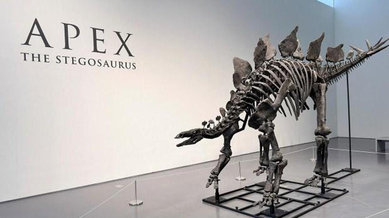 Stegosaurus fosili rekor kırarak tarihe geçti: Tam 44,6 milyon dolara satıldı!