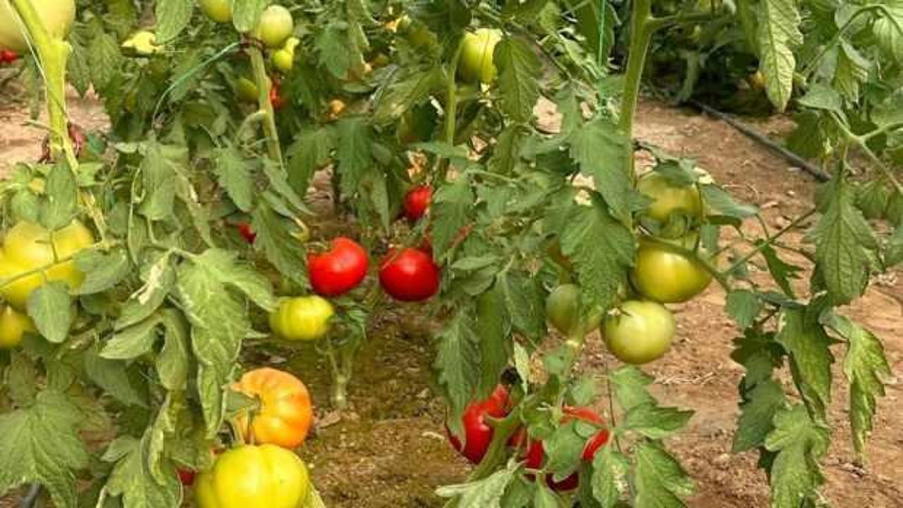 OKA desteğiyle Kargı’da kurulan serada ilk hasat yapıldı