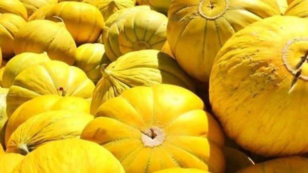 Sungurlu'nun meşhur 10 dilim kavunu tezgahlarda