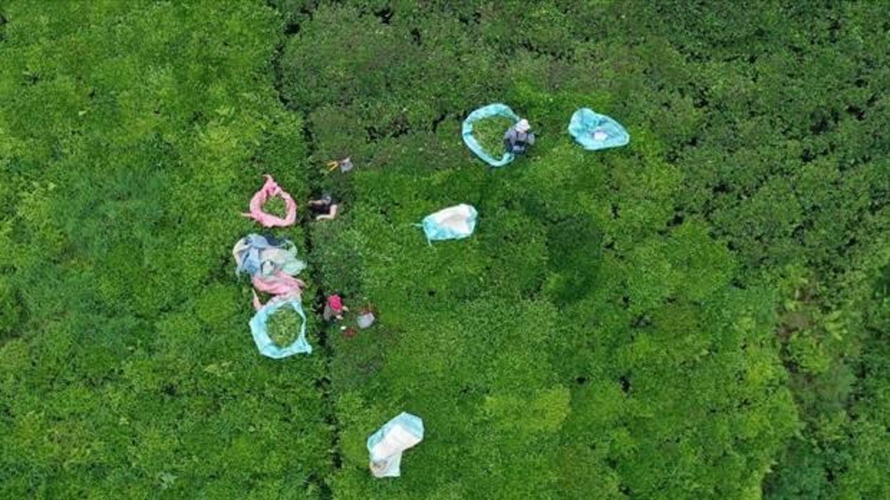 T&uuml;rk &ccedil;ayı yılın ilk yarısında 112 &uuml;lkede alıcı buldu