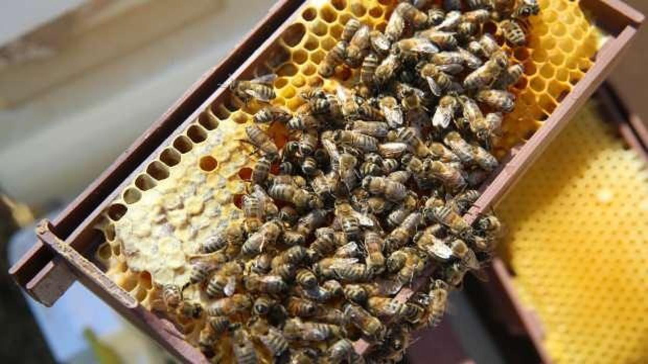 Uşak'ta hibe destekli kovanlarla arıcılığa başlayan kadınların ilk üretim sevinci