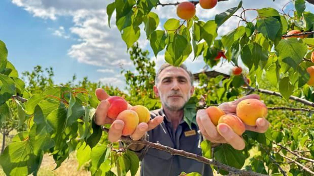 Volkanik topraklarda kayısı hasadı yapıldı: Meksika'dan bile geliyorlar