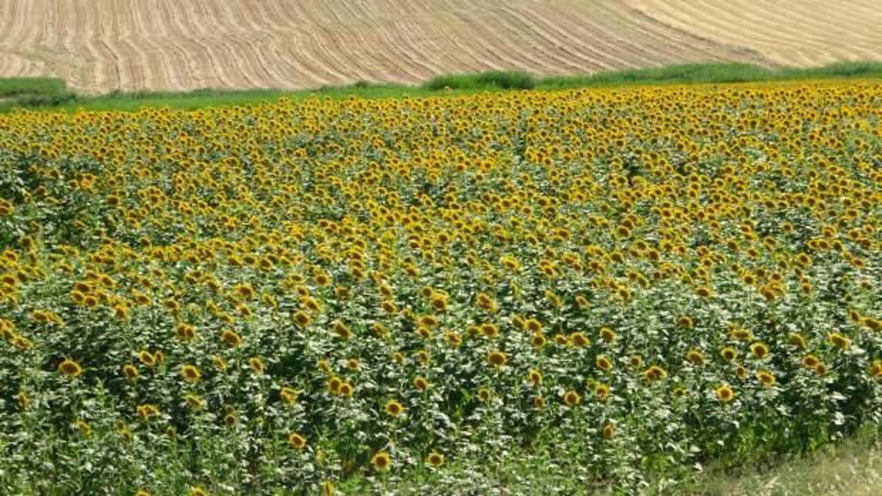 Ayçiçeği tarlaları hasat için gün sayıyor