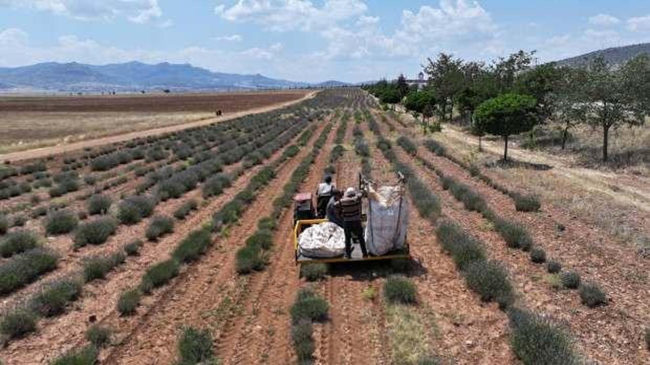 Başkan Altay: “Lavanta desteğiyle hem bölge turizmine hem de çiftçimize katkı sağladık”