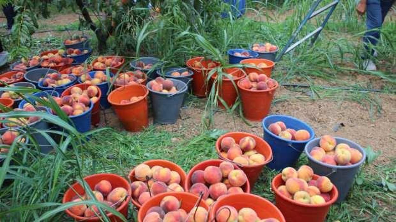 Bilecik'te hasat mesaisine başlayan şeftali üreticisinin yüzü gülüyor