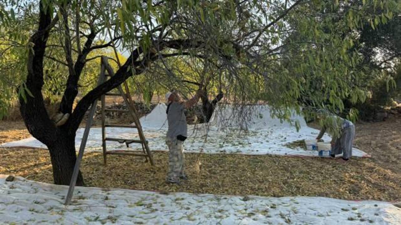 Datça'da badem hasadı erken başladı