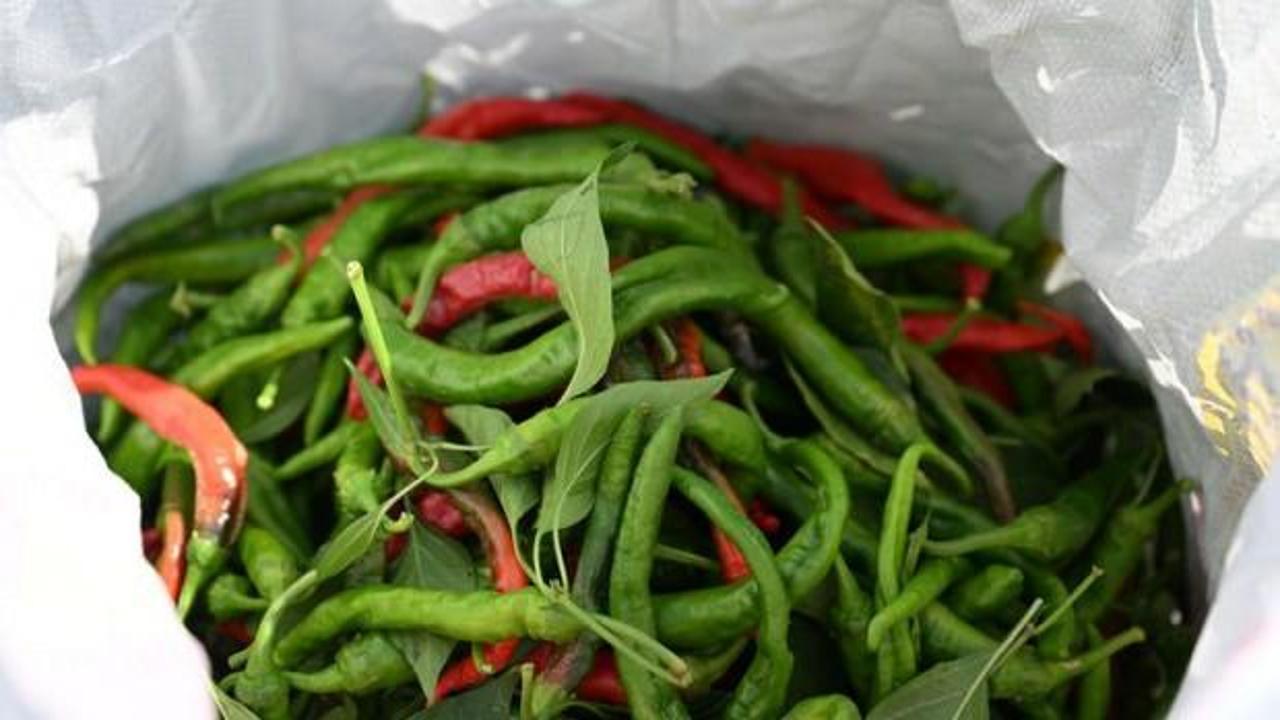 Edirne tava ciğerinin lezzet ortağı Karaağaç acı biberinde hasat mesaisi başladı