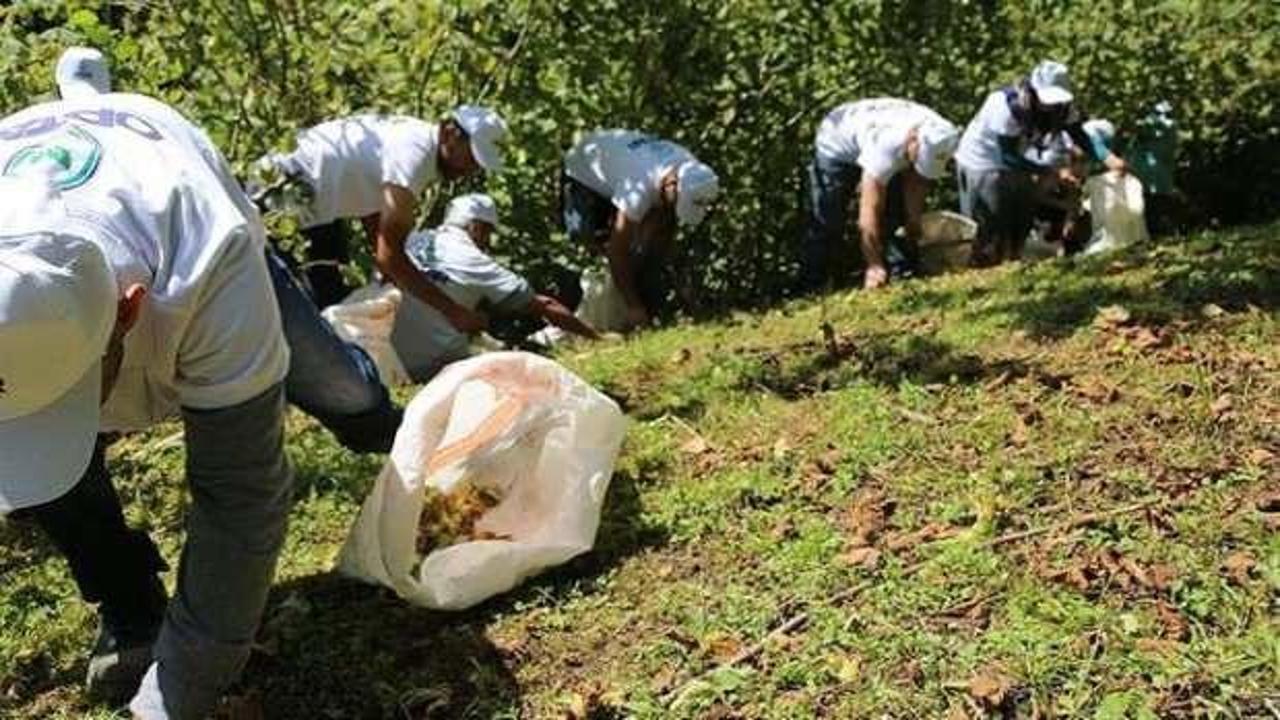 Fındık işçisinin günlük yevmiyesi belli oldu