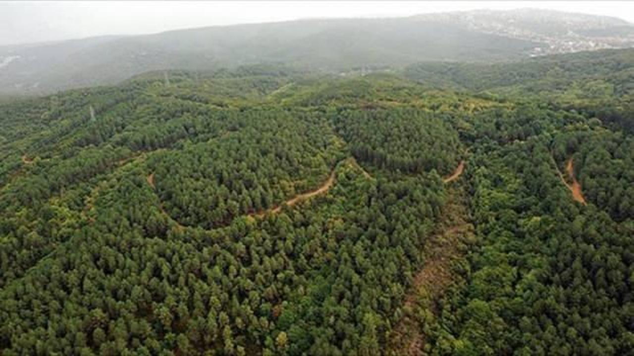 İklim krizi yangın rejimini değiştirirken orman yangınları ısınmayı artırıyor