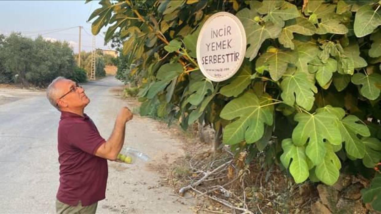 İncir yemek serbesttir yazısıyla ikramda bulunuyor!