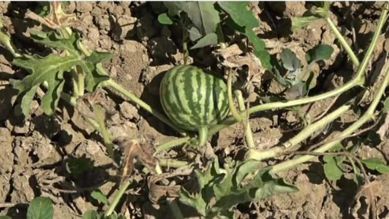 Muş&rsquo;ta artan hava sıcaklıkları karpuz tarlasını vurdu