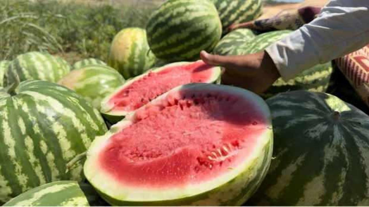 Şanlıurfa'da yerli karpuzun hasadına başlandı