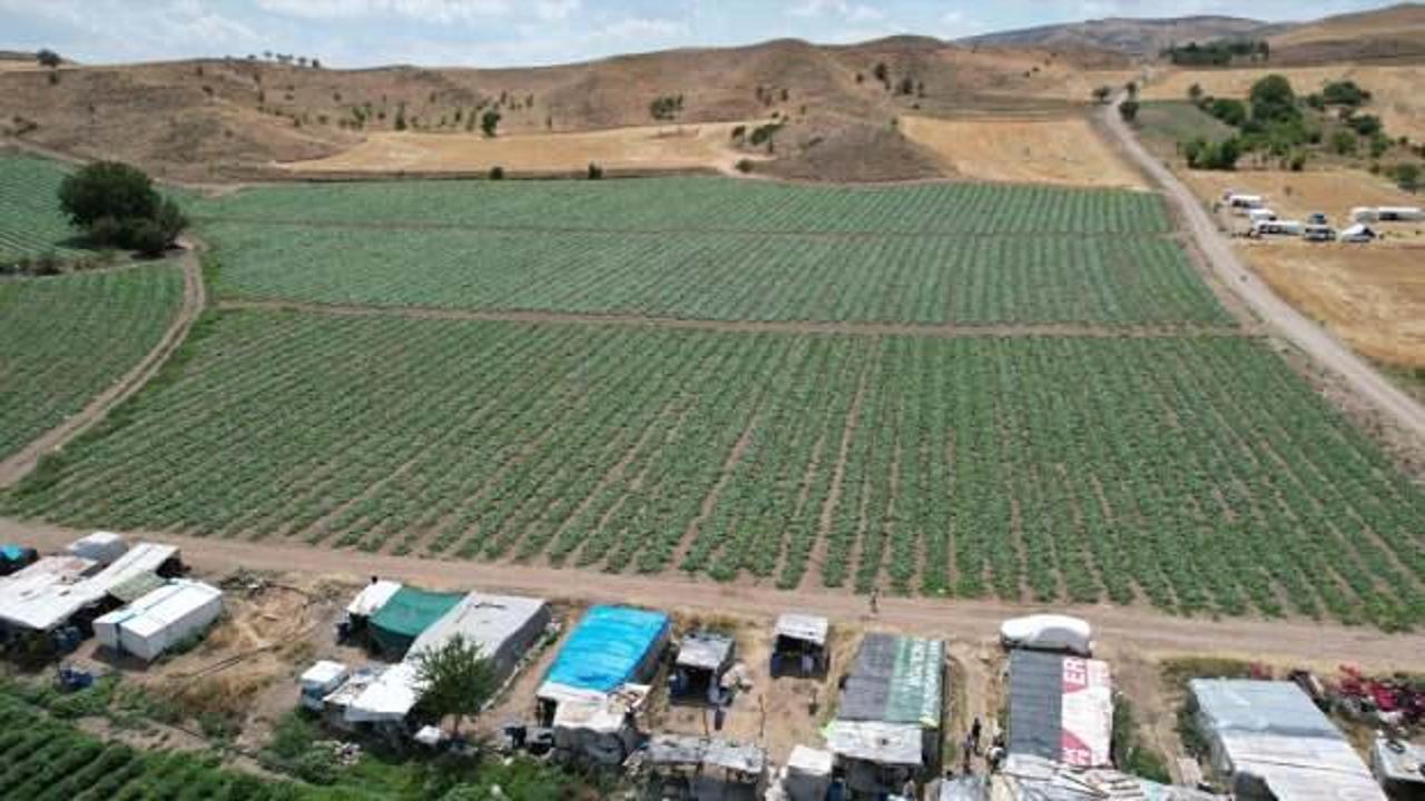 Tarım işçilerinin, coğrafi işaretli Çubuk turşusu için mesaisi başladı