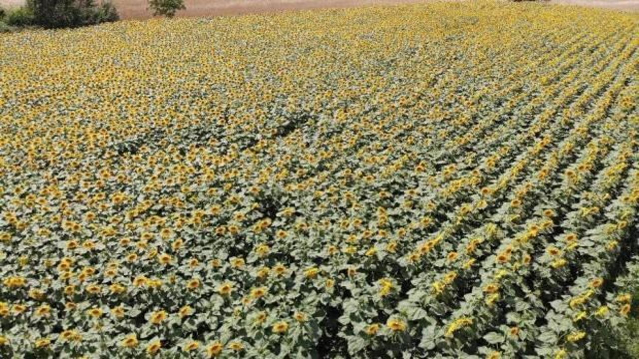 Tarımın görünmeyen kahramanı Samsun