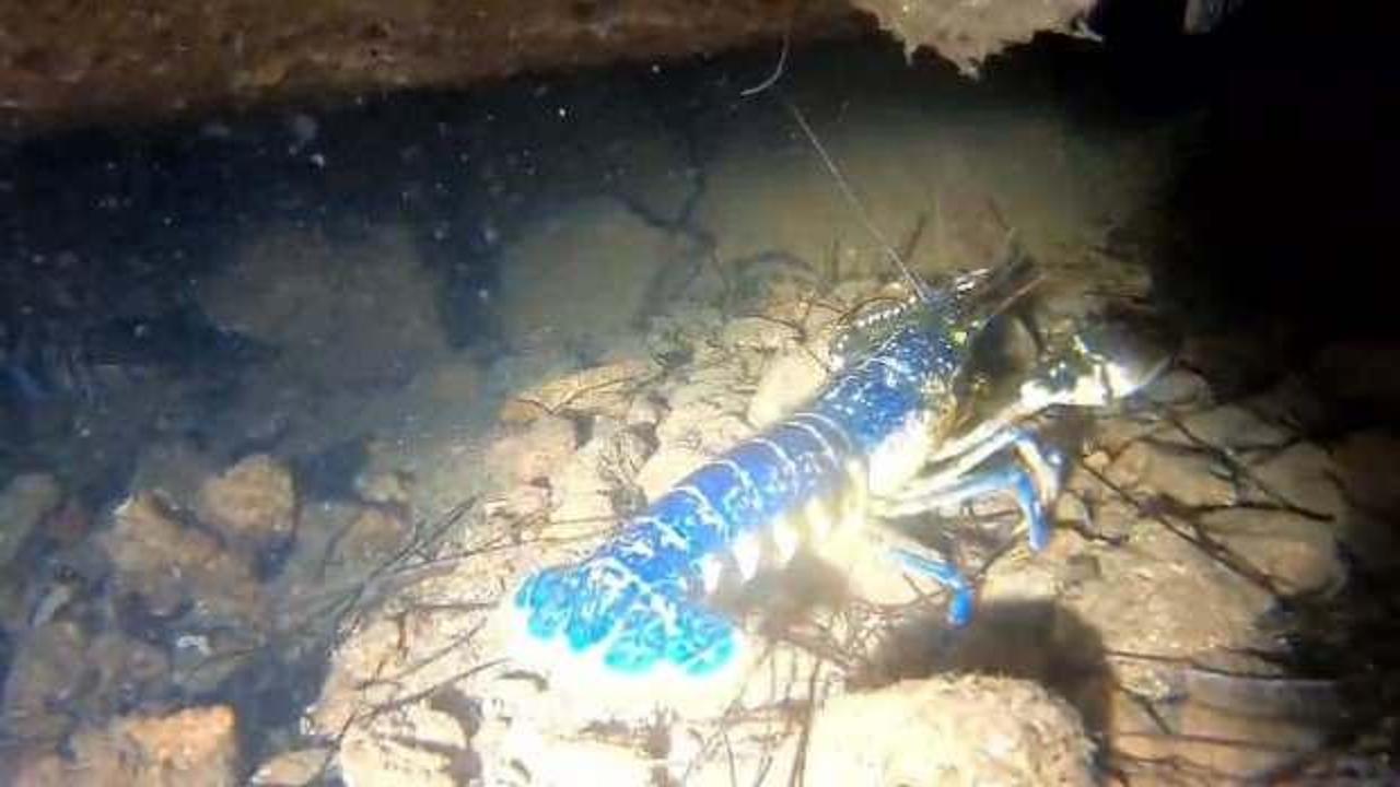 200 milyonda 1 g&ouml;r&uuml;l&uuml;yor: Ayvalık'ta 'mavi ıstakoz' heyecanı