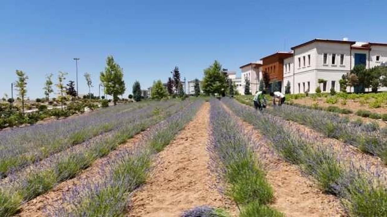 Gençlerden lavanta yatırımı: 3 yılda 1,5 ton hasat başarısı