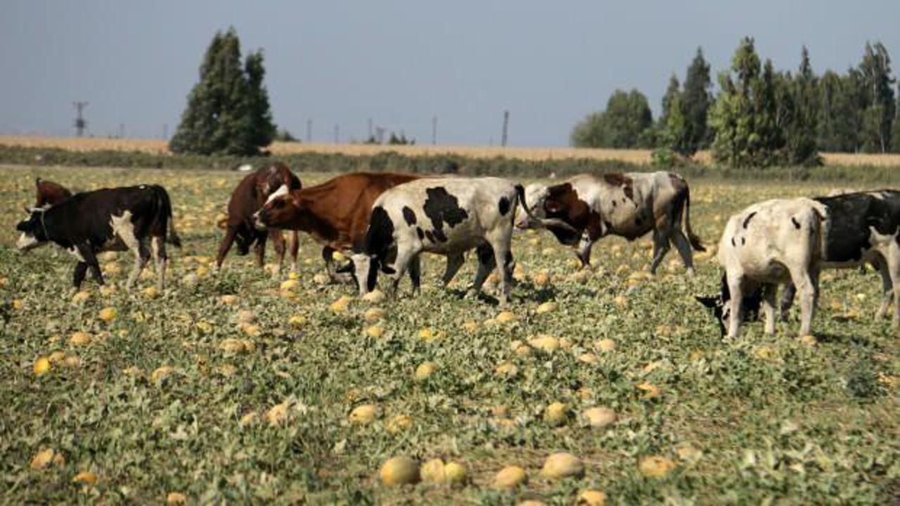 Arazideki kavunu hayrına bırakmıştı, toplanmayan binlerce kavun hayvanlara yem oldu