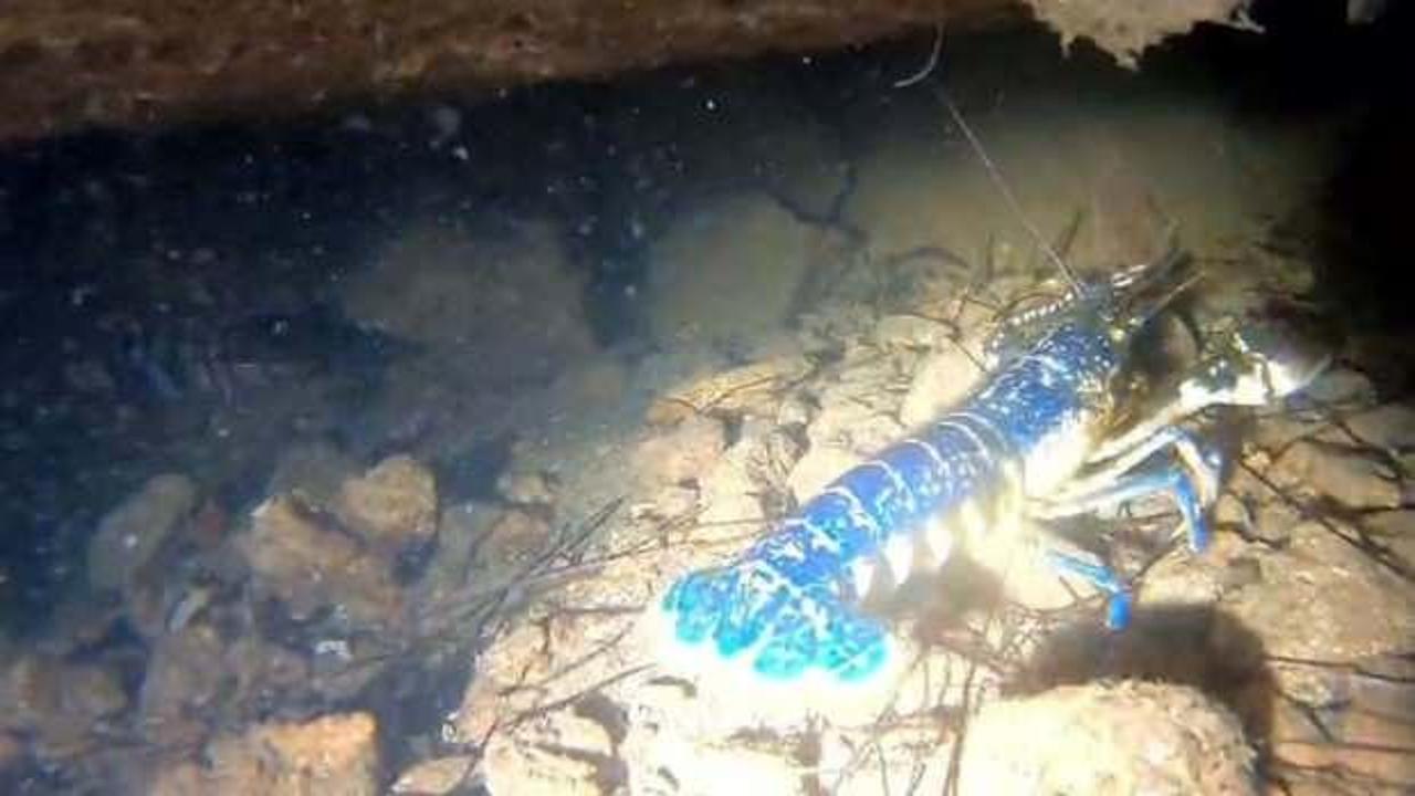 Ayvalık'ta g&ouml;r&uuml;nt&uuml;lendi: 200 milyonda bir g&ouml;r&uuml;l&uuml;yor