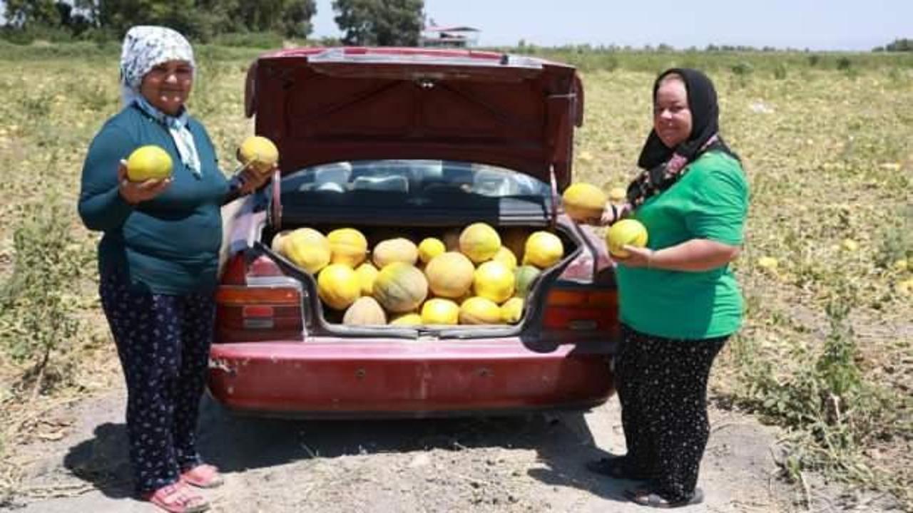 Beklediğinden fazla mahsul olunca tarlasını hayrına vatandaşlara açtı