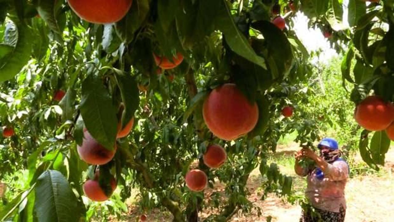 Bilecik'te &uuml;retilen şeftali ve nektarin ihra&ccedil; ediliyor