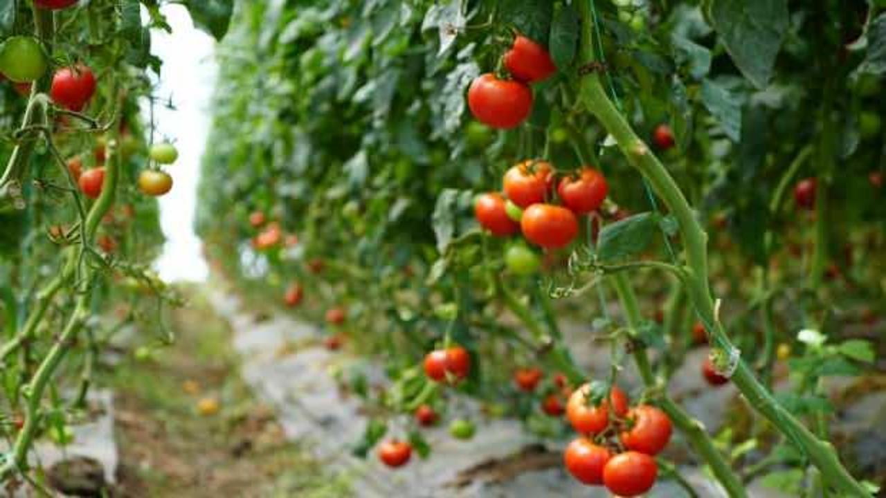 Bu domatesler hastalık ve vir&uuml;se yakalanmıyor