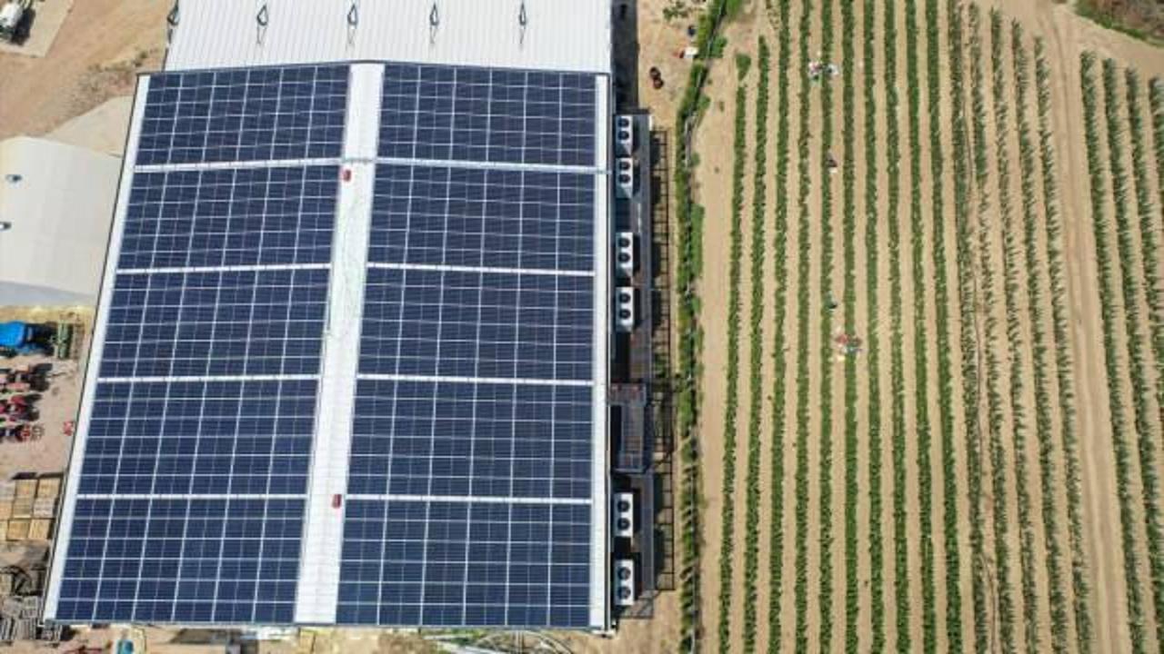 Yıllık 1 milyon fidan &uuml;reten girişimci &ccedil;ift elektriğe para harcamıyor