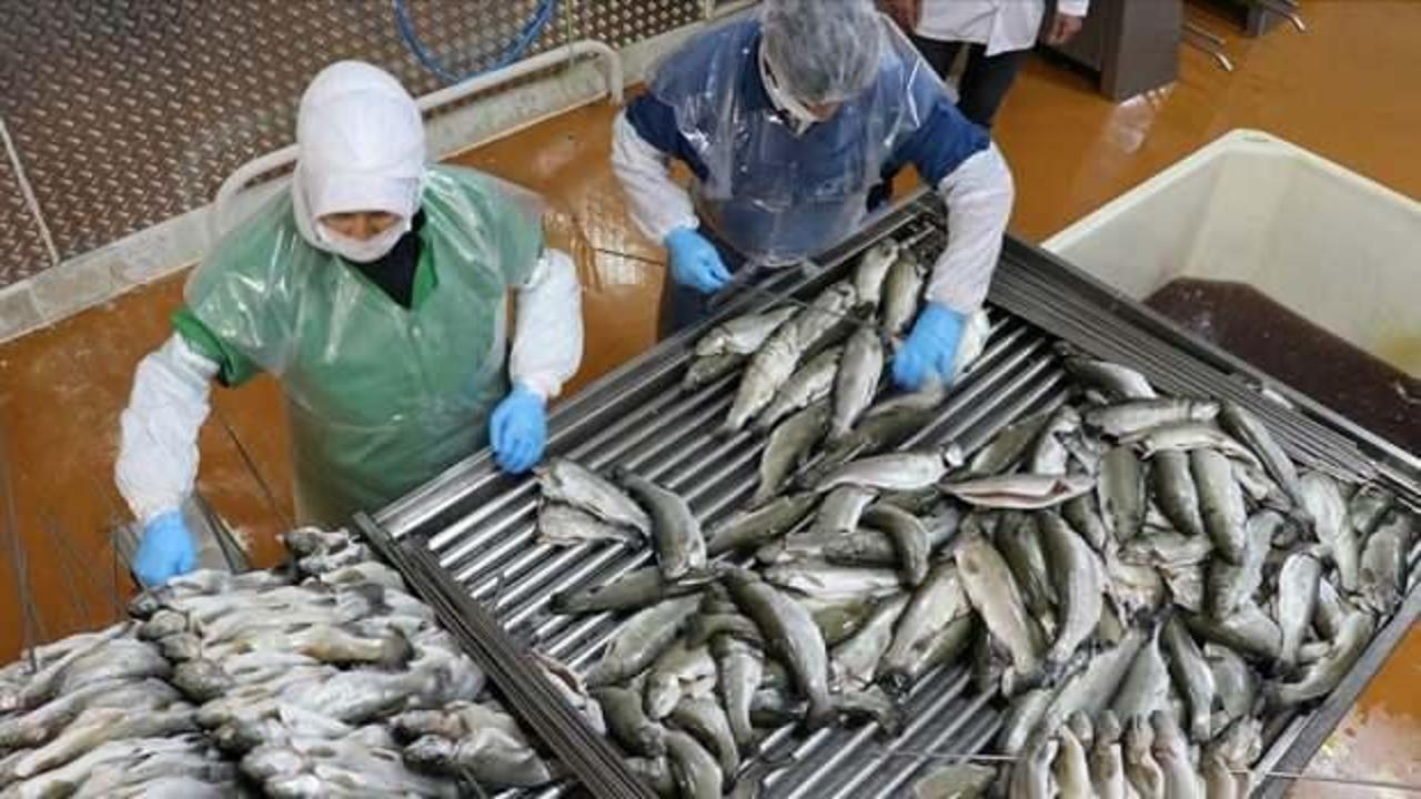 Doğu Karadeniz, su ürünleri ihracatında yılın ilk yarısını yüzde 11 artışla kapattı