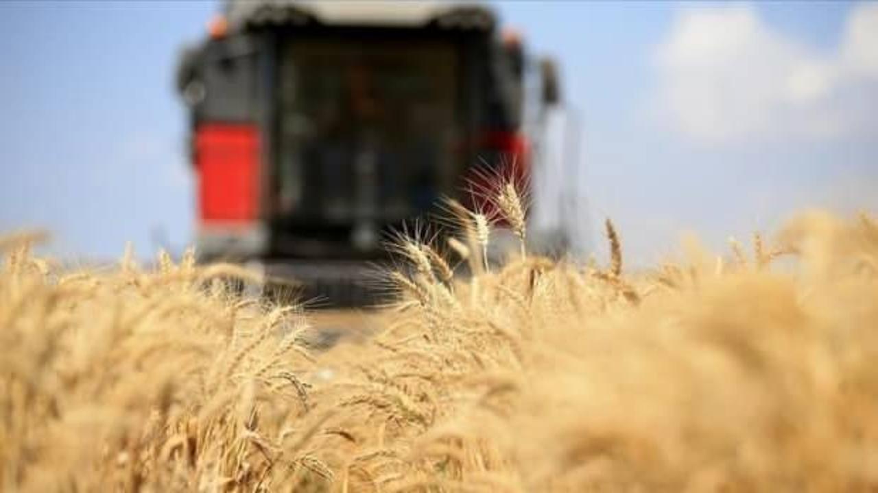 FAO: Küresel gıda fiyatları temmuzda da değişim göstermedi