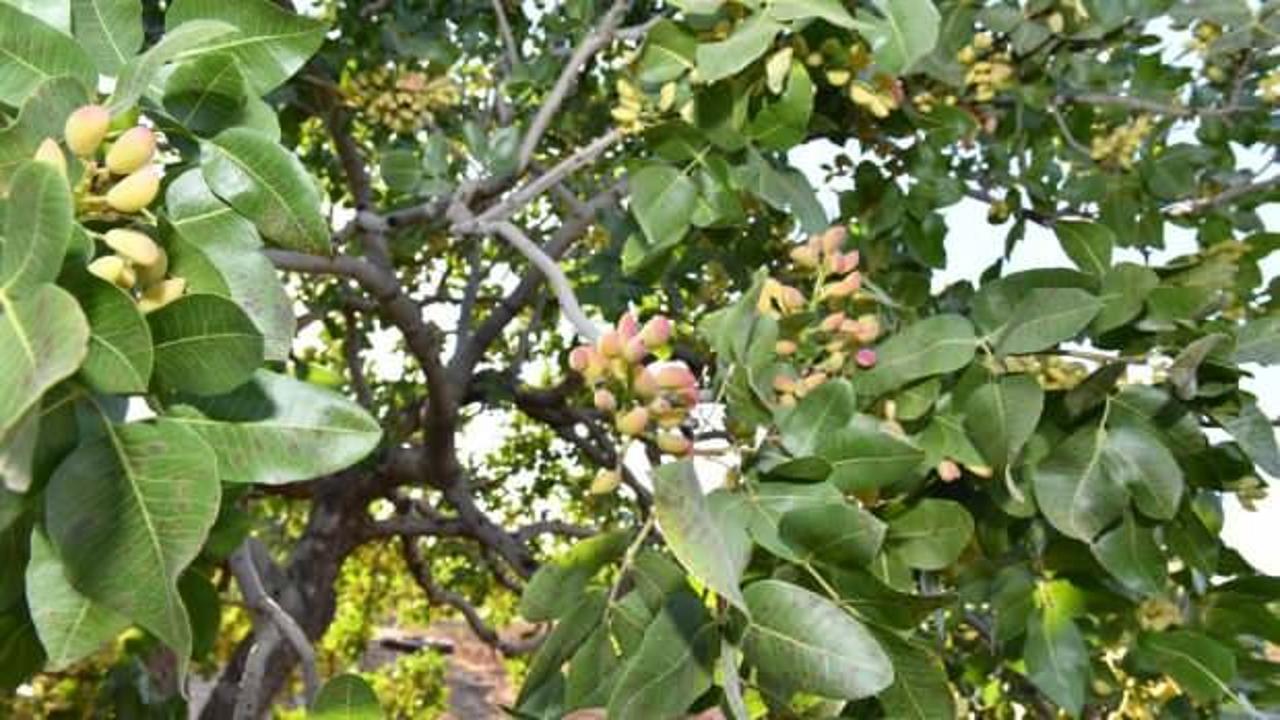 Fıstıkta 180 bin ton rekolte bekleniyor
