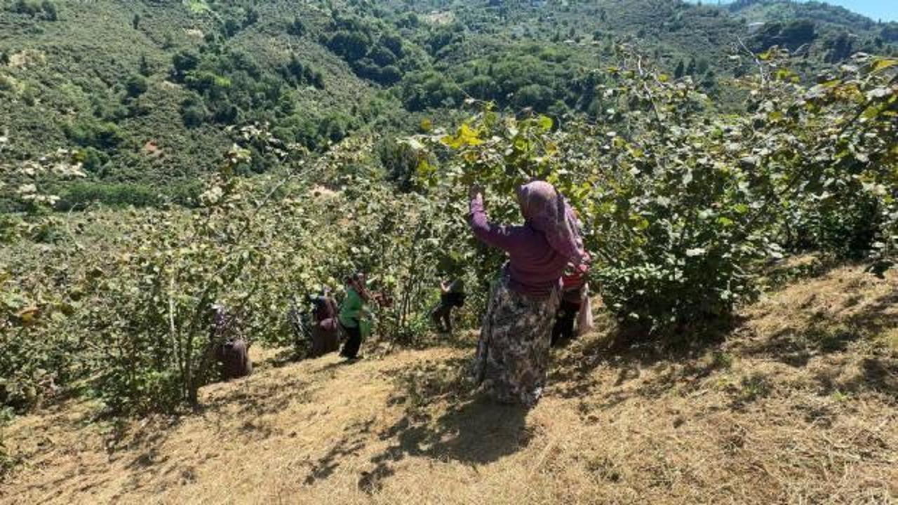 Giresun'da &uuml;reticiler fındık hasadına başladı