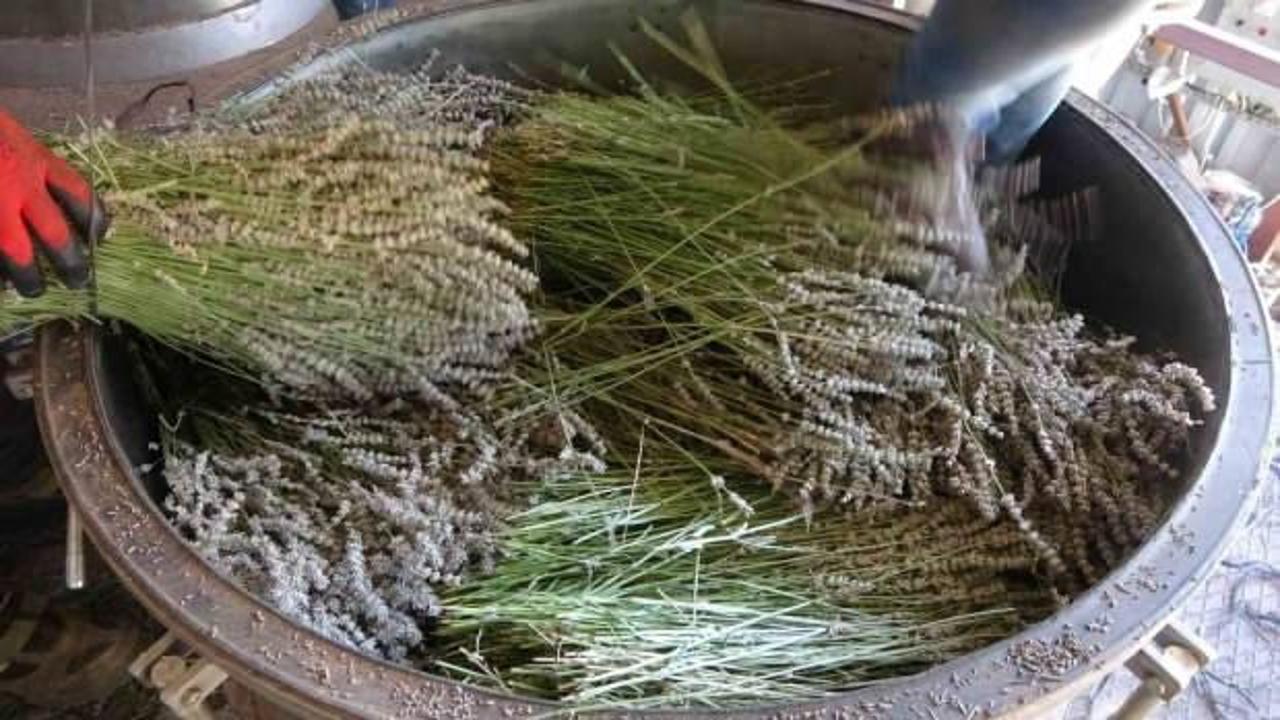 K&ouml;yl&uuml;ler hasada başladı! Kilosu 600 TL'ye satılıyor