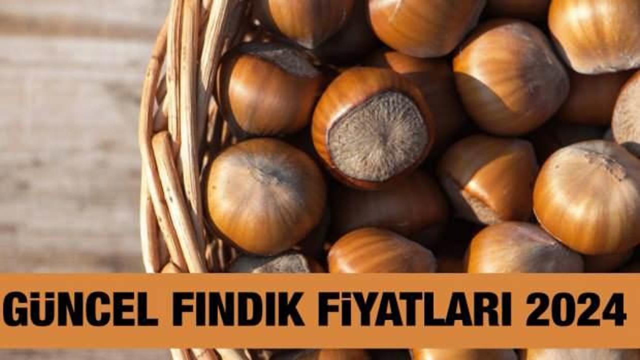 Fındık fiyatı ne kadar, kaç TL 13 Eylül 2024? Trabzon, Ordu, Giresun, Samsun, Sakarya, Düzce güncel fındık fiyatları