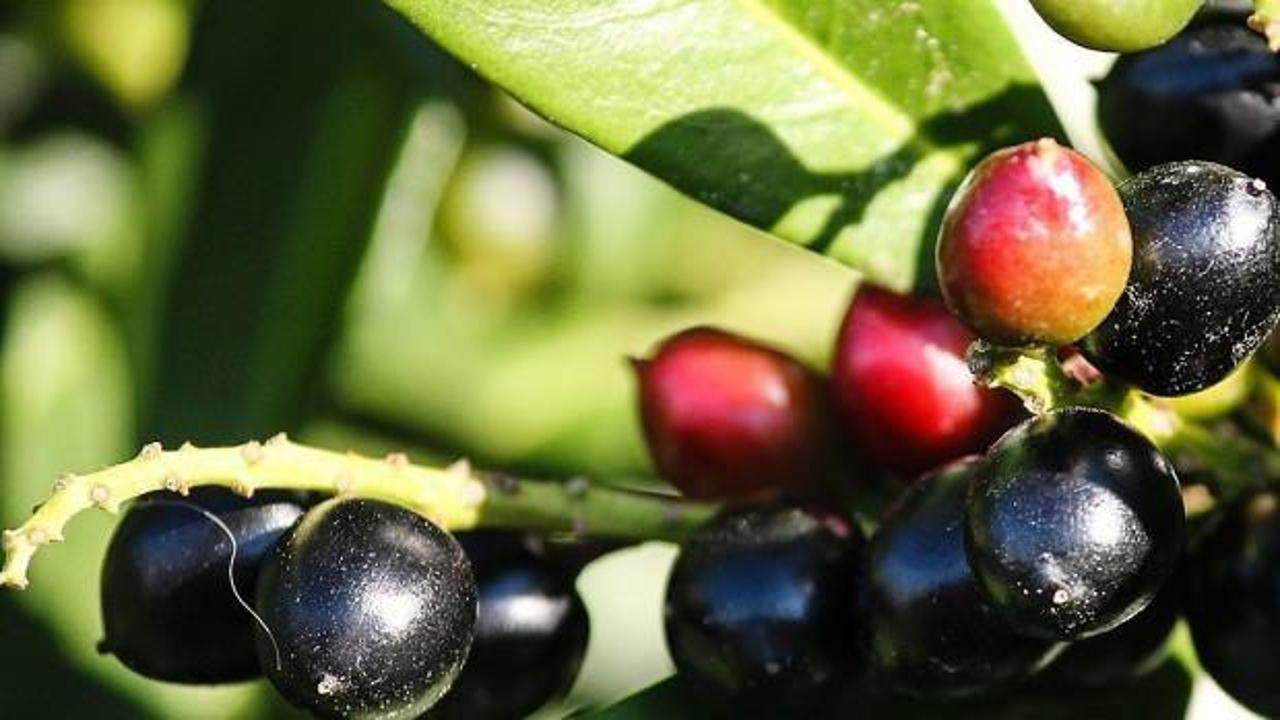 Karayemiş (Taflan) yaprağının ve çekirdeği faydaları: Karayemiş hangi hastalığa iyi gelir?