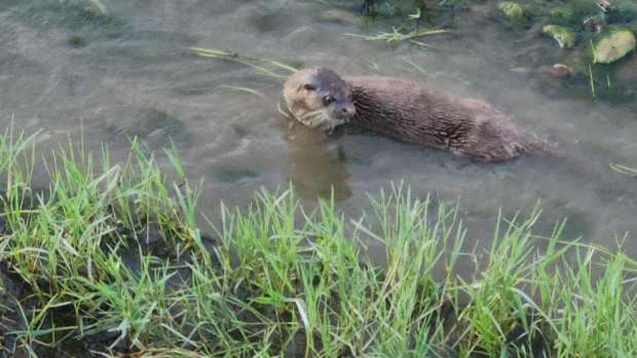 Kastamonu'da su samuru g&ouml;r&uuml;nt&uuml;lendi