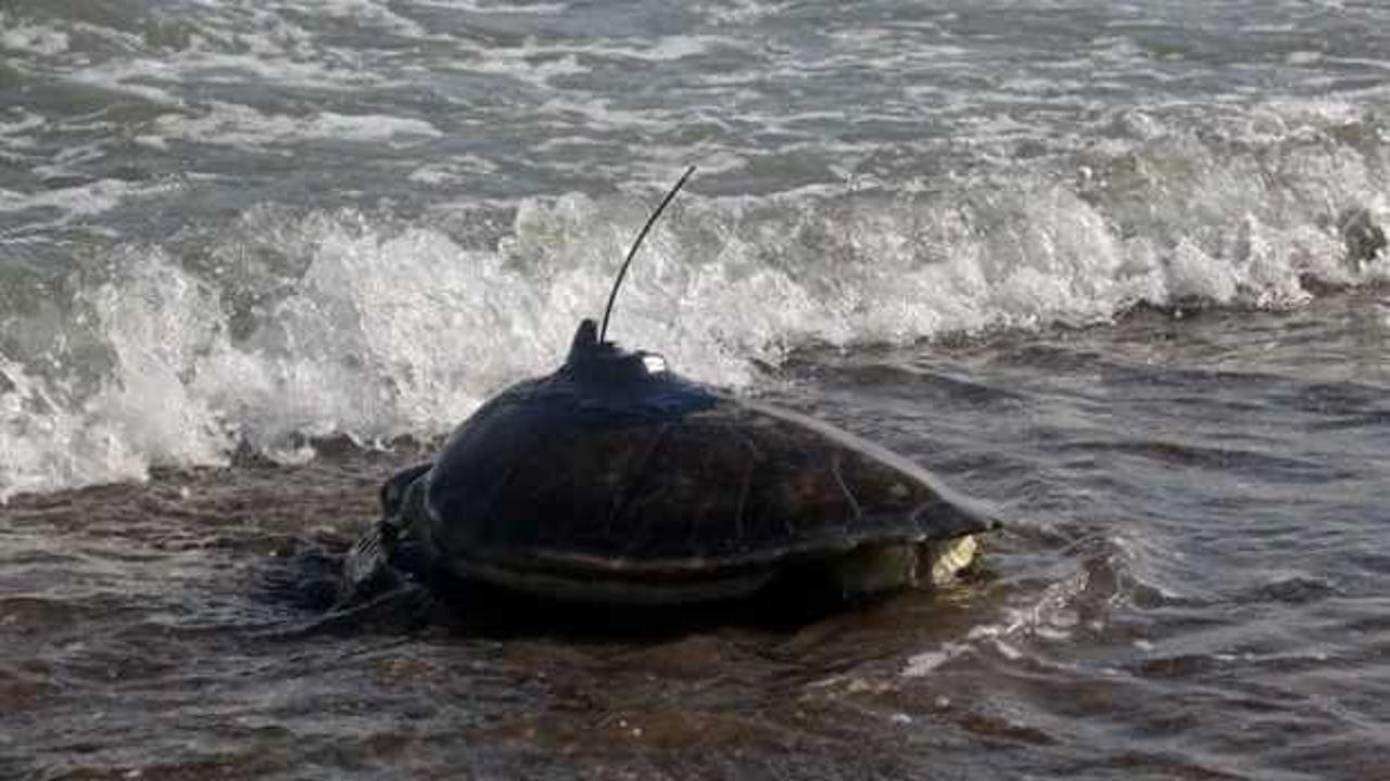 Mersin'den denize salınan deniz kaplumbağaları Gazze Şeridi'ne gitti