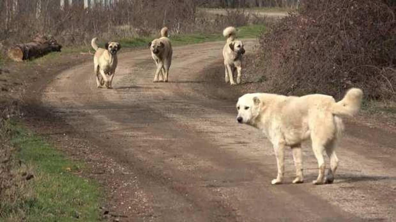 Motosiklet sürerken başıboş köpek saldırdı: 16 yaşındaki çocuk yaralandı