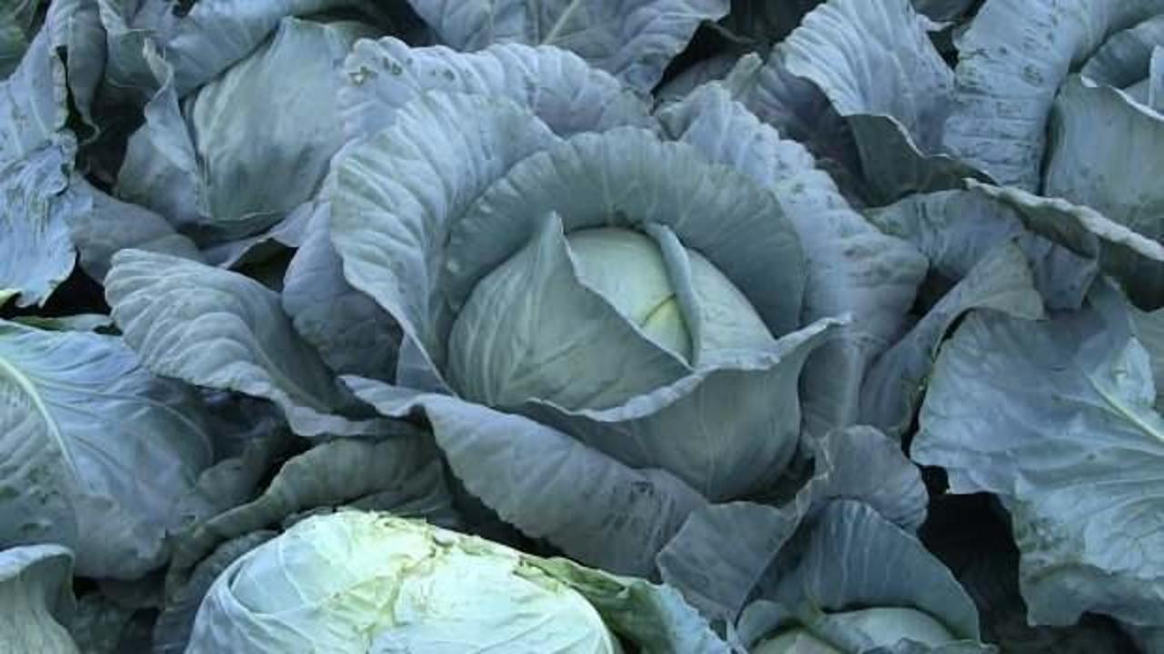 Niğde’de turfanda lahana hasadına başlanıldı