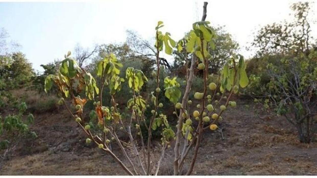 Tarımda kuraklık alarmı: Milyonlarca incir ağacı kuruyabilir