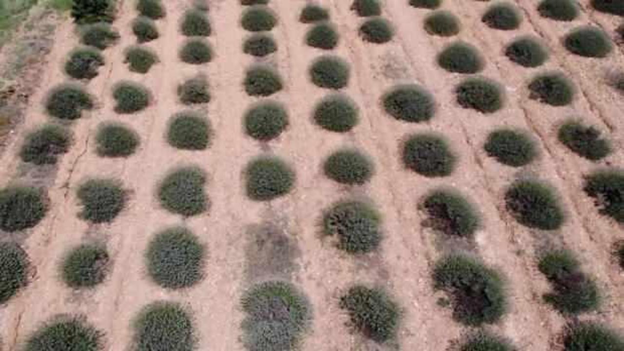 T&uuml;rkiye'den d&uuml;nya pazarına satılıyor! K&ouml;yde hasat başladı