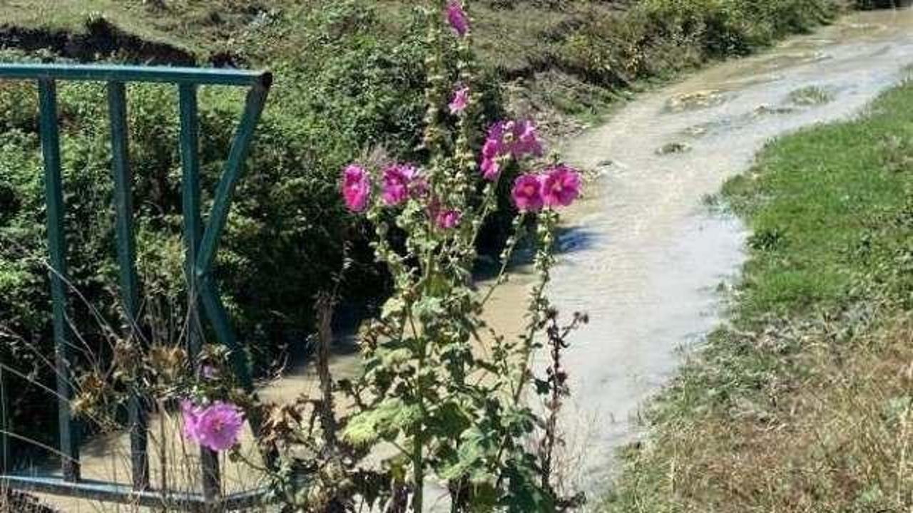 Zehirli atıklarını dereye boşaltan beyaz et &uuml;retim firmalarına milyonluk ceza
